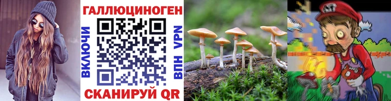 blacksprut зеркало  Судак  Псилоцибиновые грибы Cubensis  где найти  
